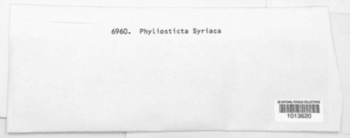 Phyllosticta syriaca image